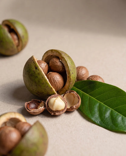 Delune Cacay Seed Oil botanical still life of cacay nuts