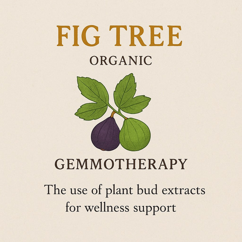 Fig Tree Organic Gemmotherapy